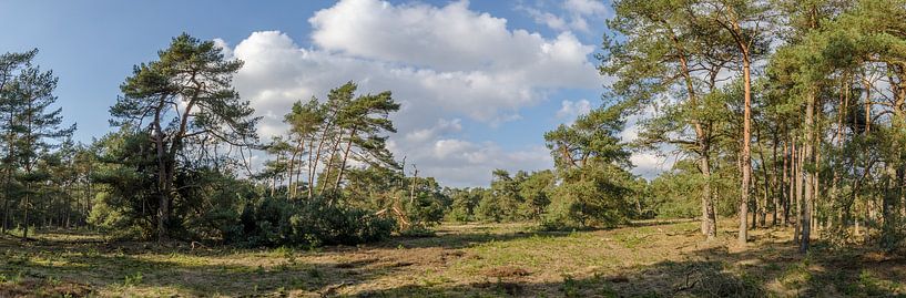 Bos met een  lente zonnetje. van Marcel Pietersen