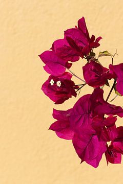Roze bloemen | Kleurrijk Oaxaca | Mexico | Bloem art van Kimberley Helmendag