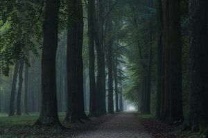 Allee des verzauberten Waldes
