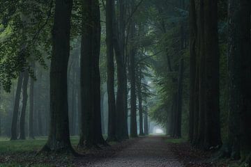Allee des verzauberten Waldes von Moetwil en van Dijk - Fotografie