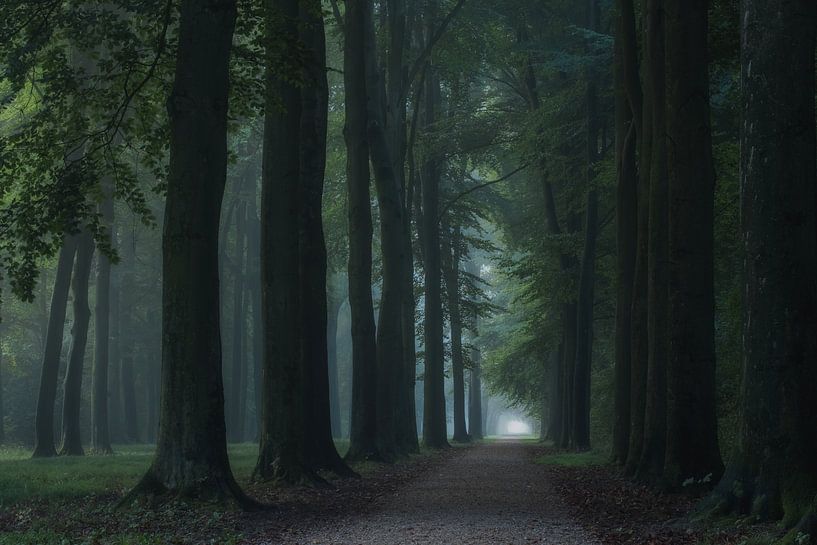 Betoverende boslaan van Moetwil en van Dijk - Fotografie