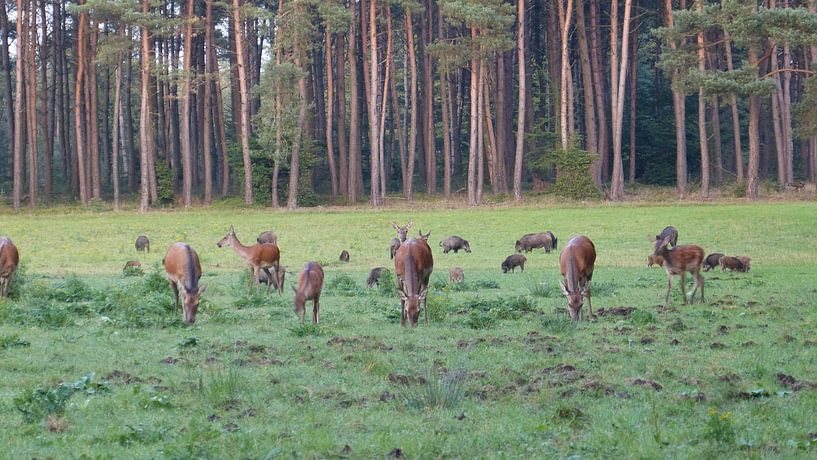 Herten, Zwijnen von Gijs van Veldhuizen