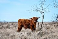 Scottish Highlander at the Grevelingenmeer by Veelzijdig Zeeland thumbnail