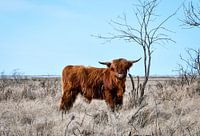 Scottish Highlander at the Grevelingenmeer