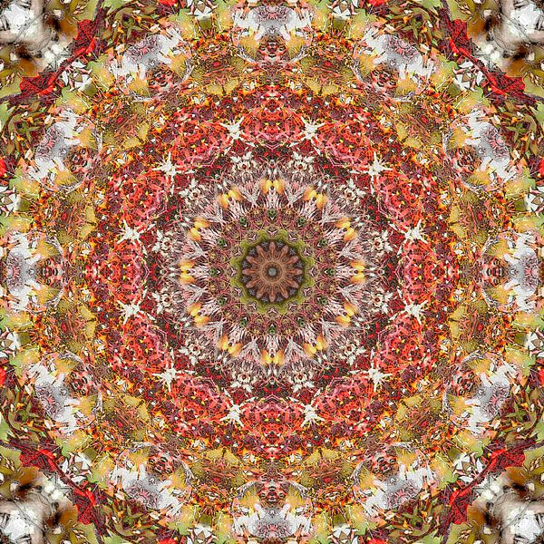 Red Maple by Frans Blok - photos, art and other wall decoration