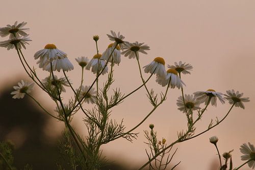 Kamille in het avondrood Friesland mooi stilleven