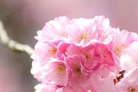 Die rosa Blüten! von Photography_by_neris