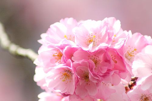 The pink blossom!