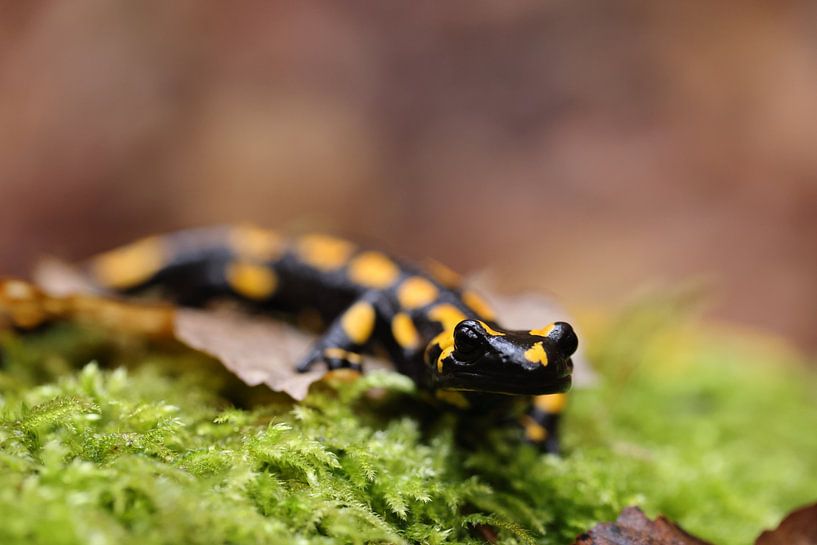 Vuursalamander (Salamandra salamandra) Duitsland van Frank Fichtmüller