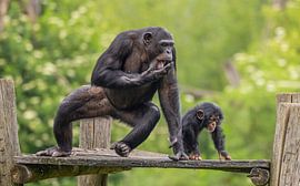 Verkennende Blikken: De Band Tussen Moeder en Kind in de Natuur van Triki Photography