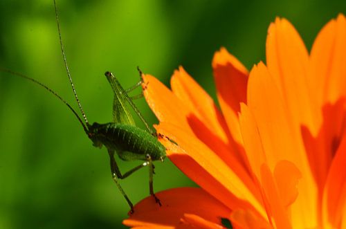 Cricket auf Blume