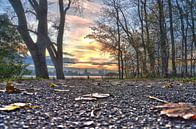 November in het Kralingse Bos, Rotterdam van Frans Blok thumbnail