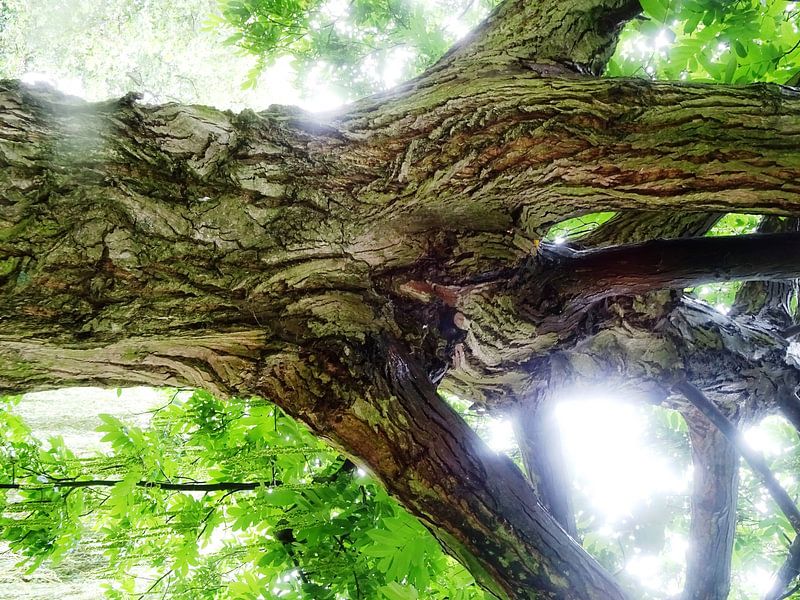 Tree Magic 138 von MoArt (Maurice Heuts)