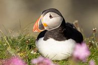 A reclining puffin with purple flowers by Bjorn Donnars thumbnail