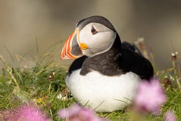 A reclining puffin with purple flowers by Bjorn Donnars