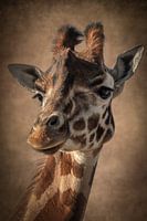Giraffe: Porträt einer schönen Giraffe in Braun