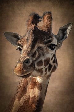 Giraffe: portret van een mooie giraffe in bruin
