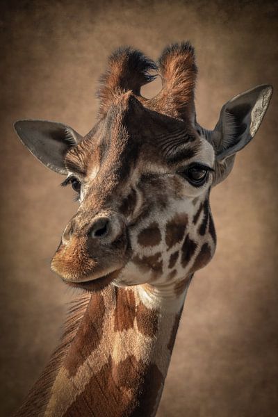 Giraffe: Porträt einer schönen Giraffe in Braun von Marjolein van Middelkoop