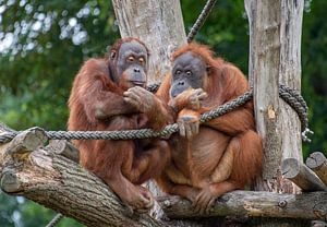 Orang-Utans im Baum