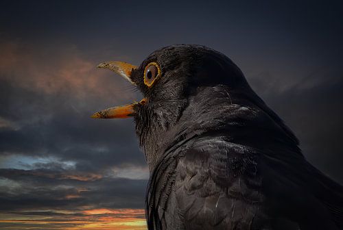 Portrait d'un merle (gros plan)