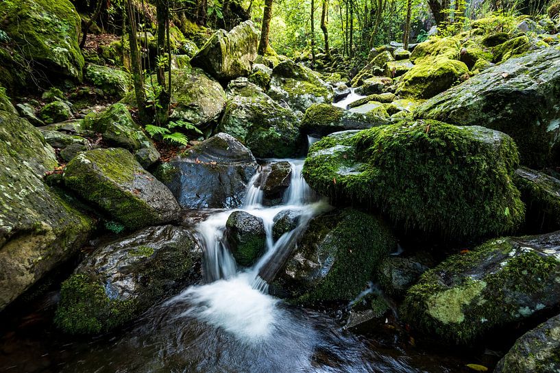 Waterfall in the jungle of Madeira by ViaMapia