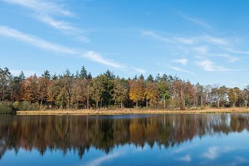 Fantastische reflectie van een bos in een meer