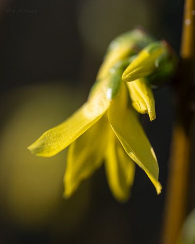Forsythia jaune
