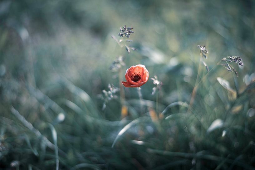 Poppy by Kaylee Rijken