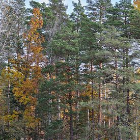 Automne en Suède 7 sur Geertjan Plooijer