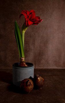 eine rote Amaryllis in einem Blumentopf mit zwei Zwiebeln im Vordergrund
