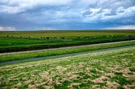 Buitendijks grazen in Carel Coenraadpolder by Jan Sportel Photography thumbnail