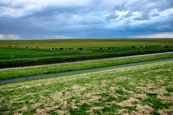 Buitendijks grazen in Carel Coenraadpolder