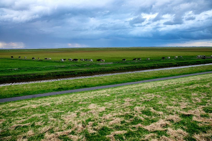 Äußerer Graben, der in Carel Coenraadpolder weiden lässt par Jan Sportel Photography