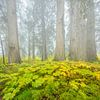 Cedar-Hemlock regenwoud in de herfst van Chris Stenger