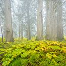 Cedar-Hemlock rainforest in autumn by Chris Stenger thumbnail