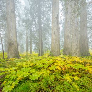 Cedar-Hemlock-Regenwald im Herbst von Chris Stenger