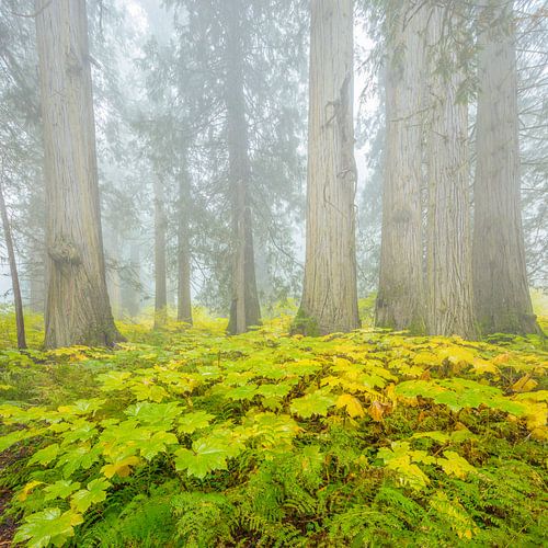 Cedar-Hemlock regenwoud in de herfst