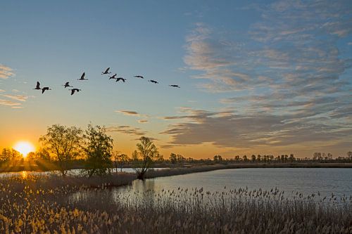 la migration des oiseaux