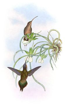 Geallieerde kluizenaar, John Gould van Hummingbirds
