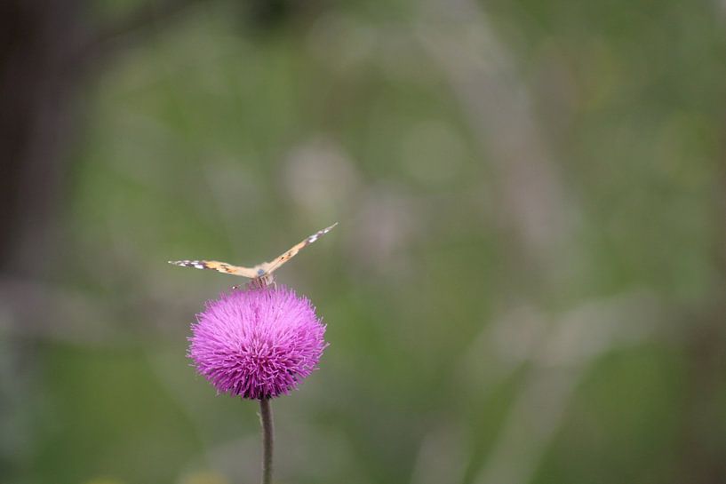 on wings by Patrick van beek76