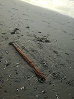 Washup up piece of wood on the beach