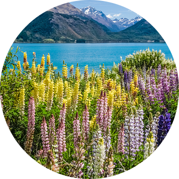 Kleurrijke lupinen bij Lake Wakatipu, Nieuw Zeeland van Christian Müringer