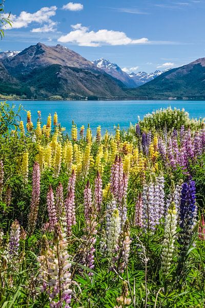 Kleurrijke lupinen bij Lake Wakatipu, Nieuw Zeeland van Christian Müringer
