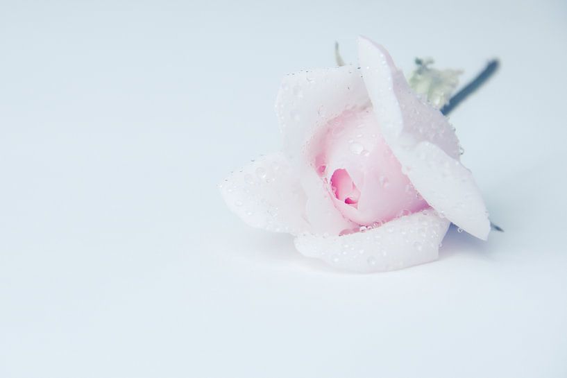 rose by Marco Jansen