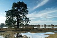 Prachtige boom weerspiegeld in het water van Aekerzand