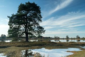 Schöner Baum spiegelt sich im Wasser von Aekerzand