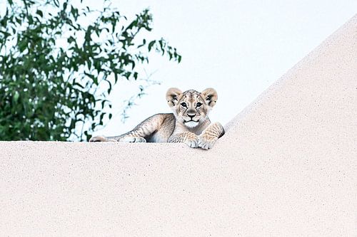 Jonge leeuw op minimalistische muur
