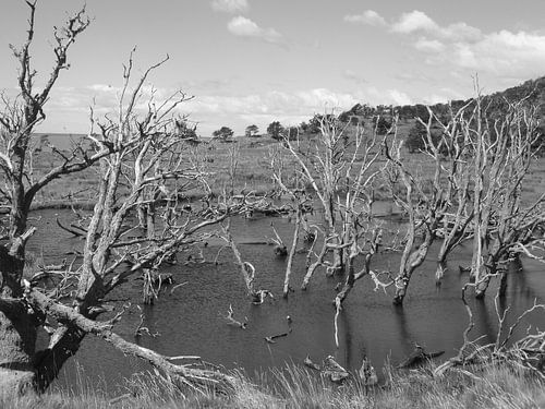 Dood, alles gaat dood