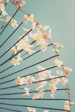Les cerisiers en fleurs au Japon sur Pascal Deckarm