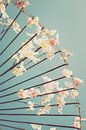 Les cerisiers en fleurs au Japon par Pascal Deckarm Aperçu